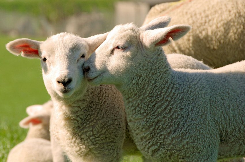 Відбір ягнят