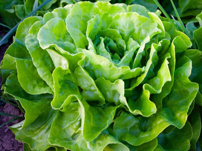 Нова британська технологія допоможе фермерам відстежувати стан посівів салату Нова британська технологія допоможе фермерам відстежувати стан посівів салату