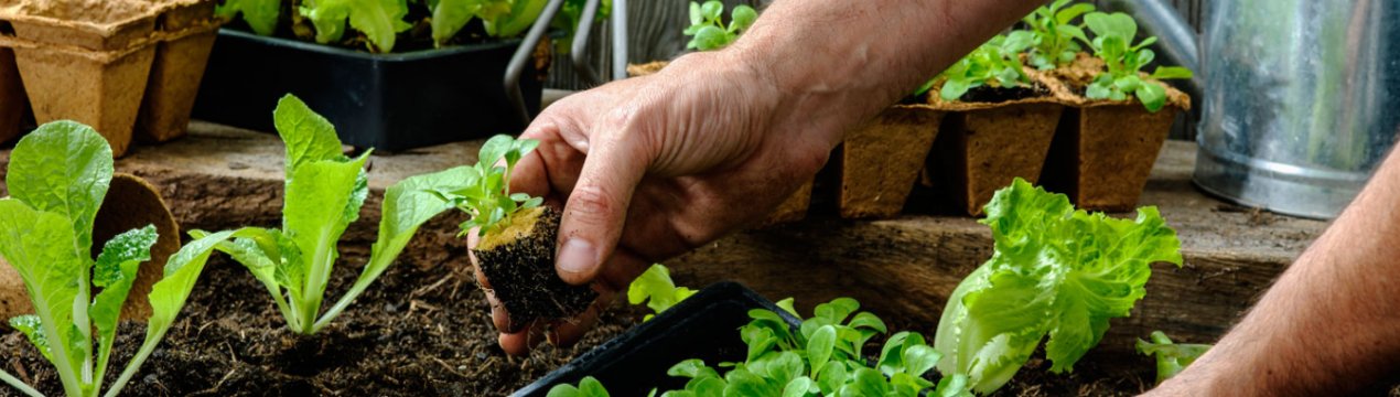 Нова британська технологія допоможе фермерам відстежувати стан посівів салату