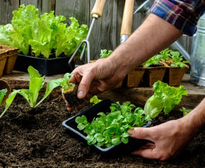 Нова британська технологія допоможе фермерам відстежувати стан посівів салату