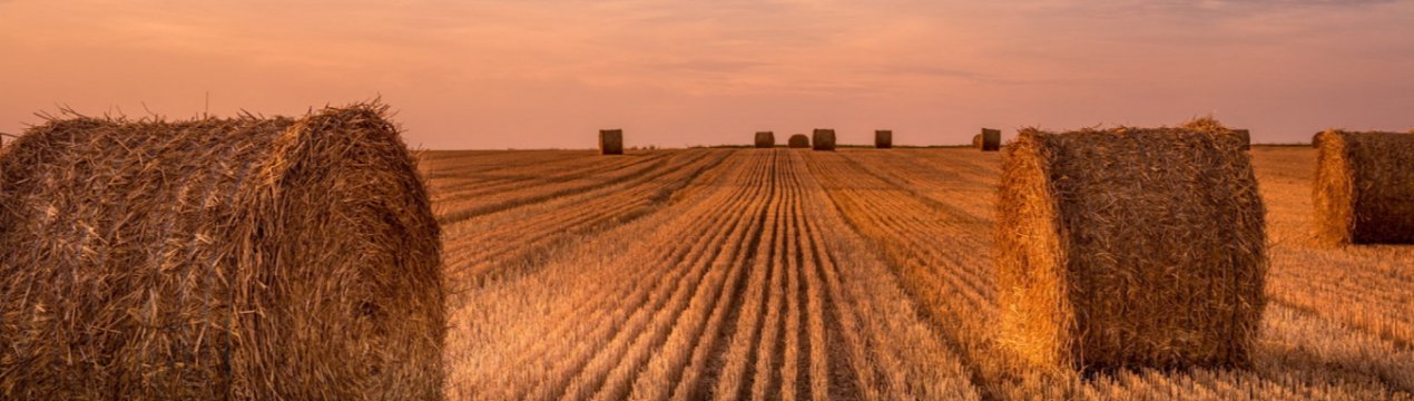 У США повільна весна знижує кількість сіна і створює проблеми з його якістю