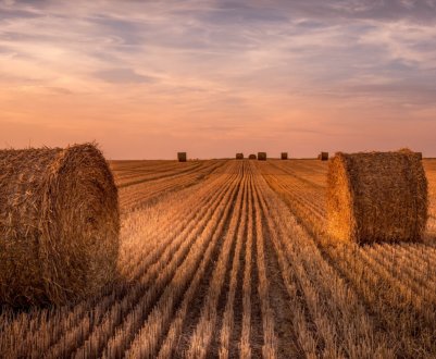 У США повільна весна знижує кількість сіна і створює проблеми з його якістю
