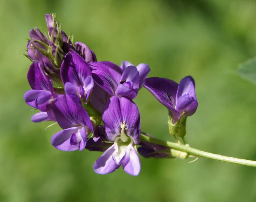 В США повільна весна знижує кількість сіна і створює проблеми з якістю