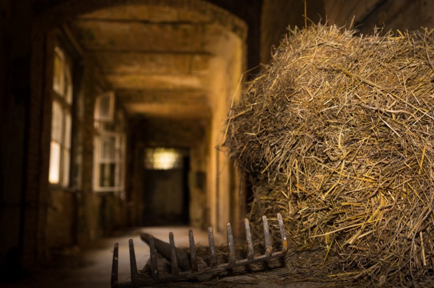 В США повільна весна знижує кількість сіна і створює проблеми з якістю