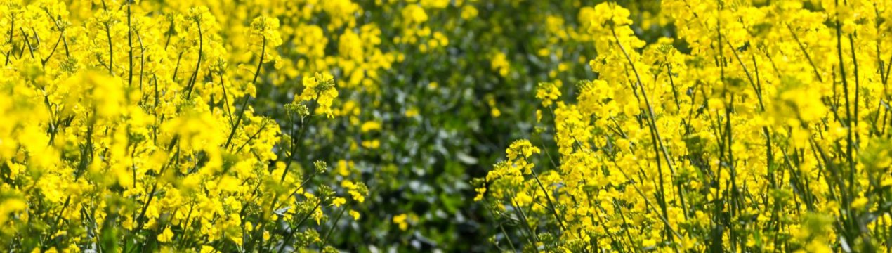 Затяжна суперечка з Китаєм змушує Канаду посилити допомогу експортерам каноли