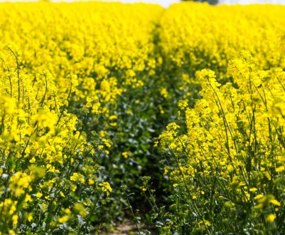 Затяжна суперечка з Китаєм змушує Канаду посилити допомогу експортерам каноли