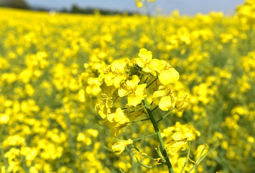 Затяжна суперечка з Китаєм змушує Канаду посилити допомогу експортерам каноли Затяжна суперечка з Китаєм змушує Канаду посилити допомогу експортерам каноли