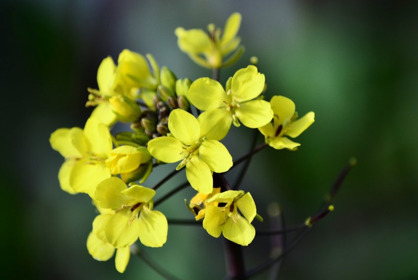 Затяжна суперечка з Китаєм змушує Канаду посилити допомогу експортерам каноли Затяжна суперечка з Китаєм змушує Канаду посилити допомогу експортерам каноли