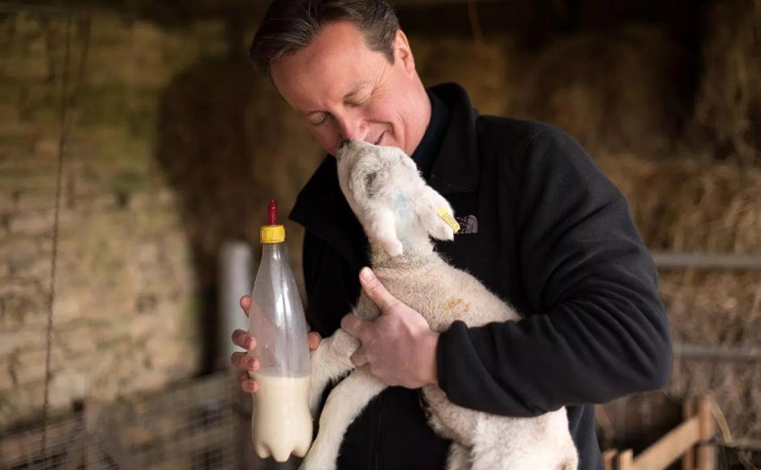 Вигодовування слабких ягнят