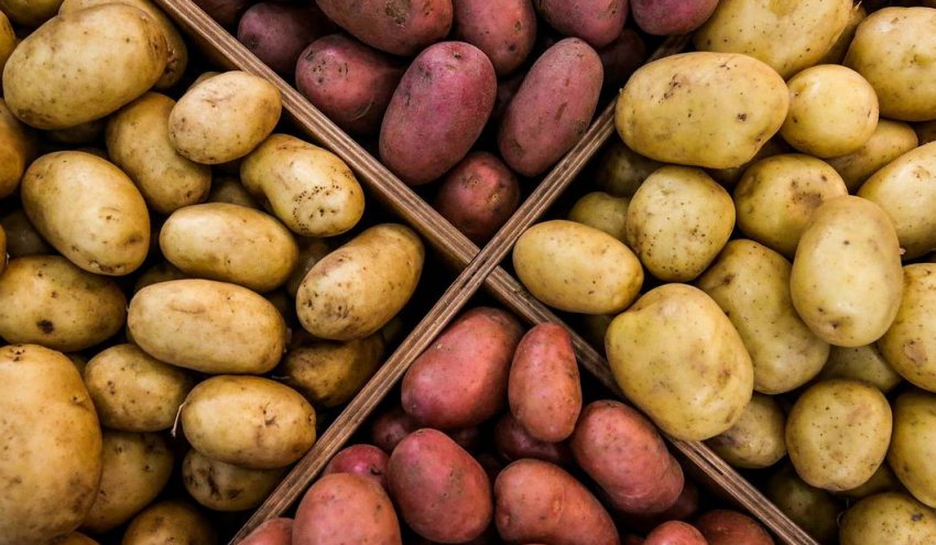 Посадковий матеріал картоплі