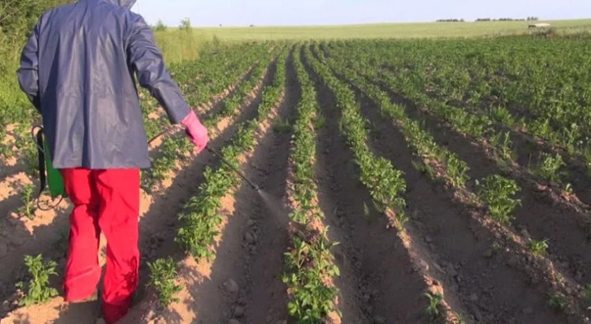 Добрива для боротьби з бадиллям