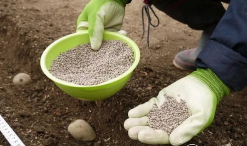 Добриво картоплі