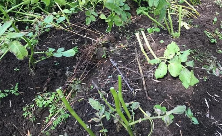 Видалення гички