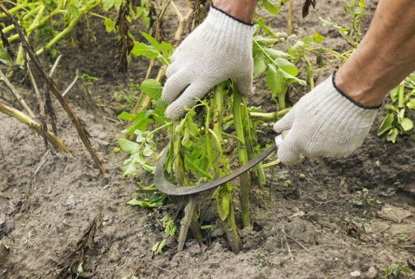Скошування бадилля картоплі