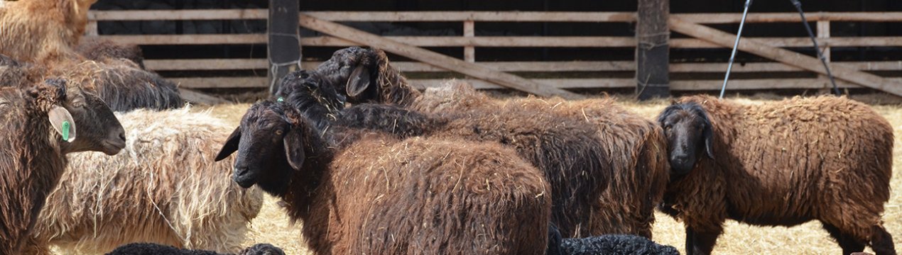 Опис, особливості та розведення Едільбаївської породи овець