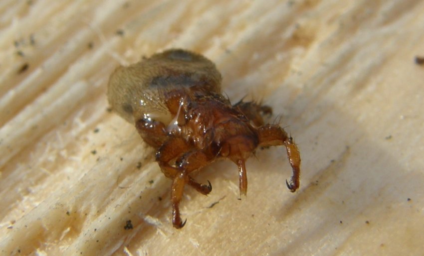 Мелофагоз Мелофагоз