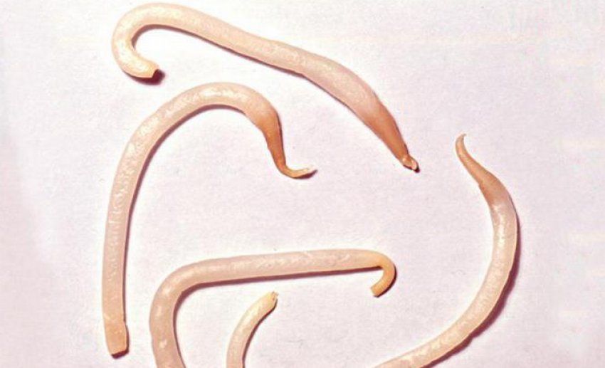 Гельмінтоз Гельмінтоз