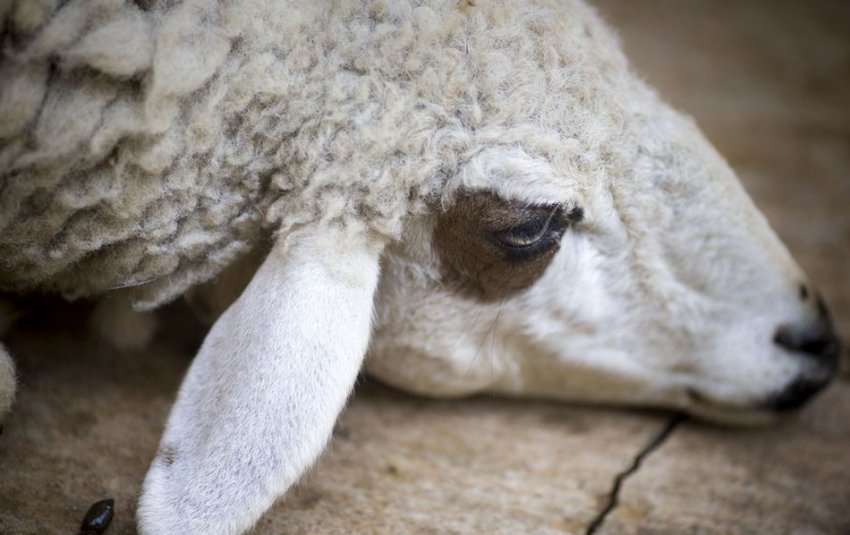 Хвора овечка Хвора овечка