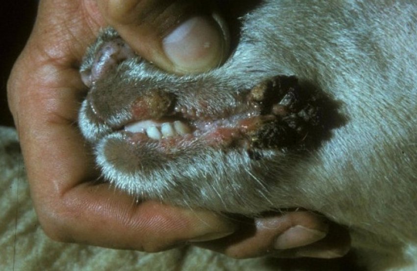 Віспа овець Віспа овець