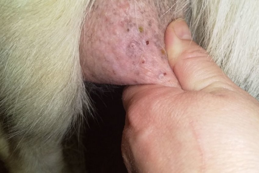 Мастит овець Мастит овець