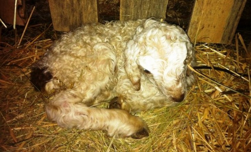 Хворе ягня Хворе ягня