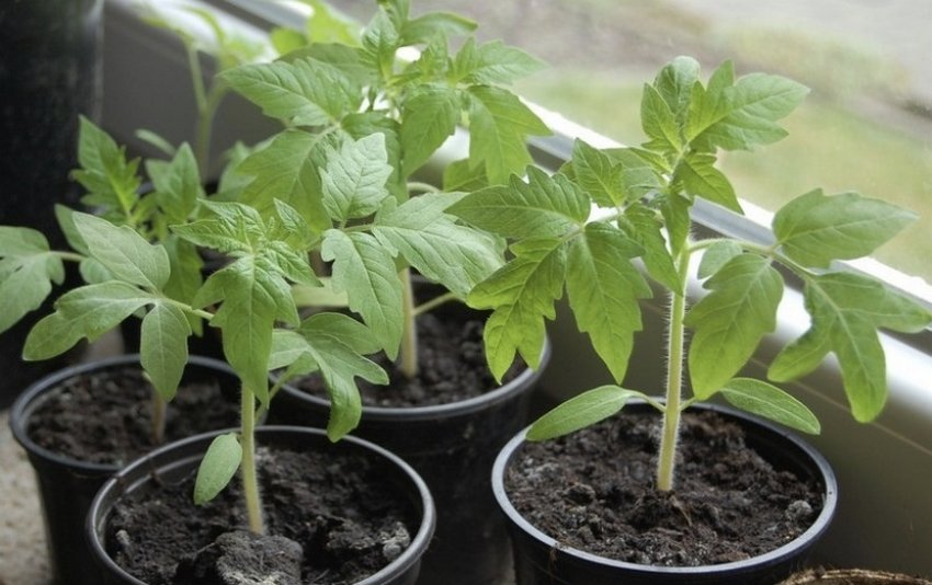 Розсада томатів