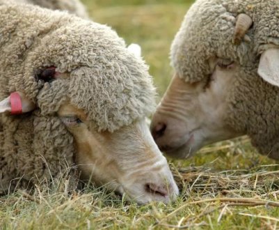 Лікування глистів у овець: лікарські засоби, виявлення, лікування