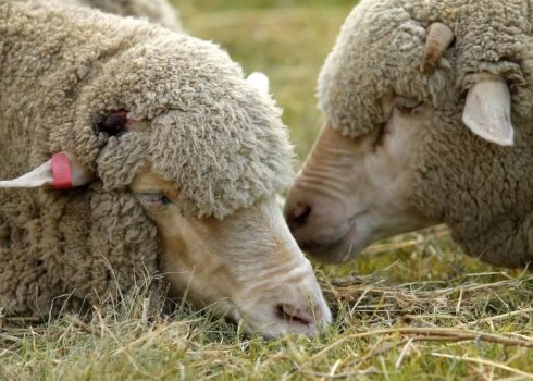 Лікування глистів у овець: лікарські засоби, виявлення, лікування