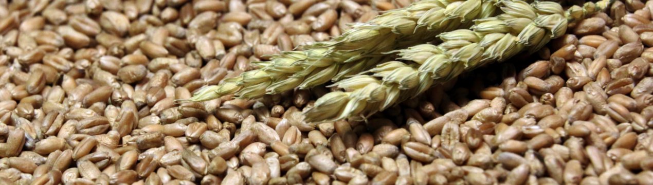 Agrofusion почала збір урожаю озимих зернових