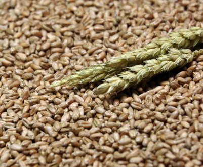 Agrofusion почала збір урожаю озимих зернових