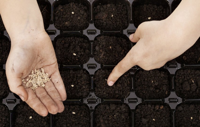 Посів насіння