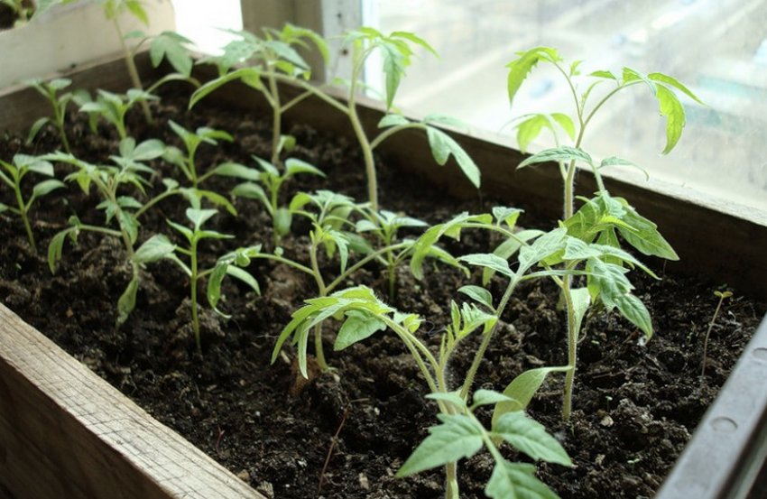 Розсада томатів