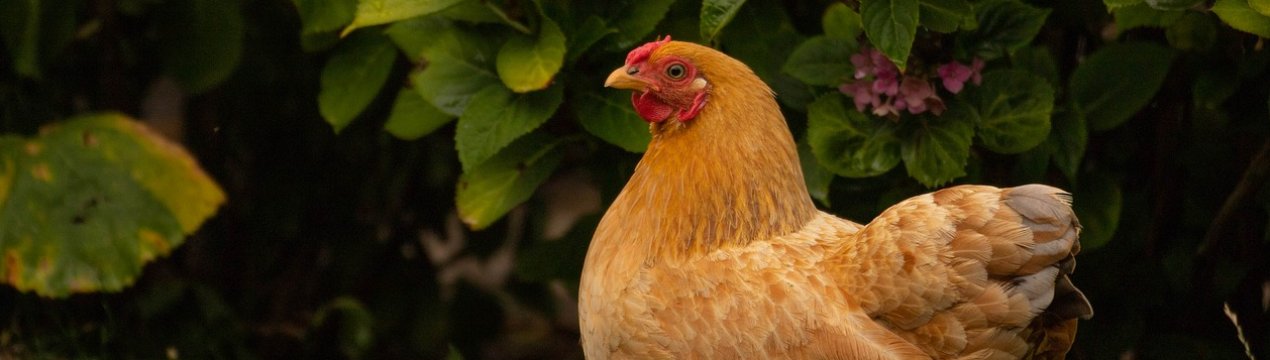 150 мішків з тушами курей викинули в річку під Харковом