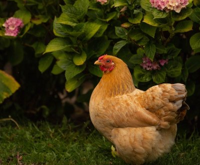  150 мішків з тушами курей викинули в річку під Харковом