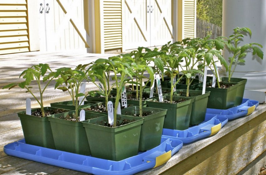 Загартовування розсади