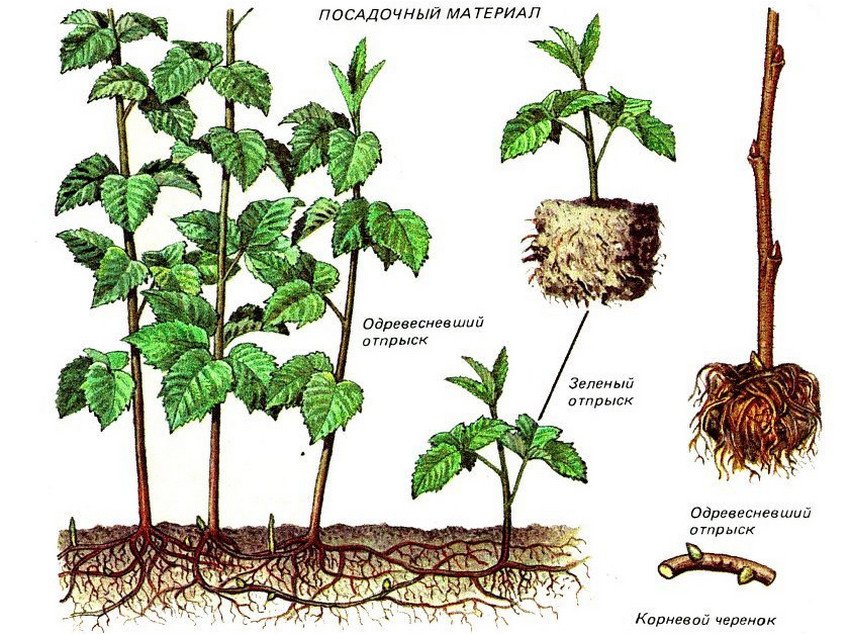 Малина условия выращивания сорта. 89948.pt2v4o.850. Малина условия выращивания сорта фото. Малина условия выращивания сорта-89948.pt2v4o.850. картинка Малина условия выращивания сорта. картинка 89948.pt2v4o.850. Каждый садовод должен знать, как правильно высаживать малину и ухаживать за ней. Это позволит рассчитывать на обильное плодоношение и хороший урожай. Культура довольно неприхотлива, но все равно требует определенного ухода. Без оптимальных условий урожайность будет очень низкой. Зато, создав идеальную среду, можно значительно увеличить количество ягоды, которую можно собирать с одного куста.