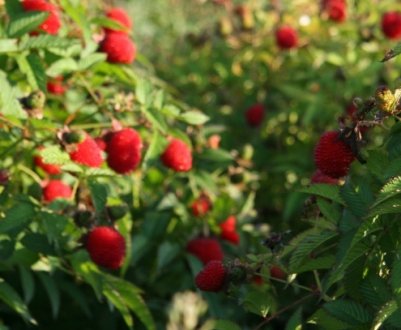 Що таке сунична малина