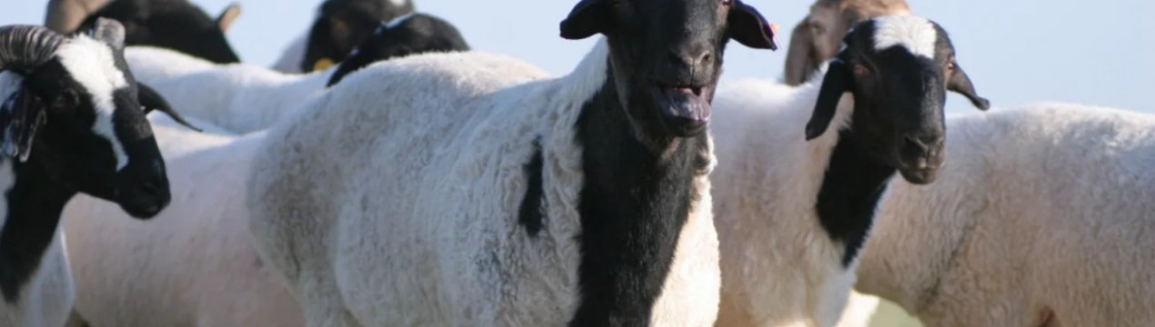 Калмицька курдючна вівця: основні характеристики