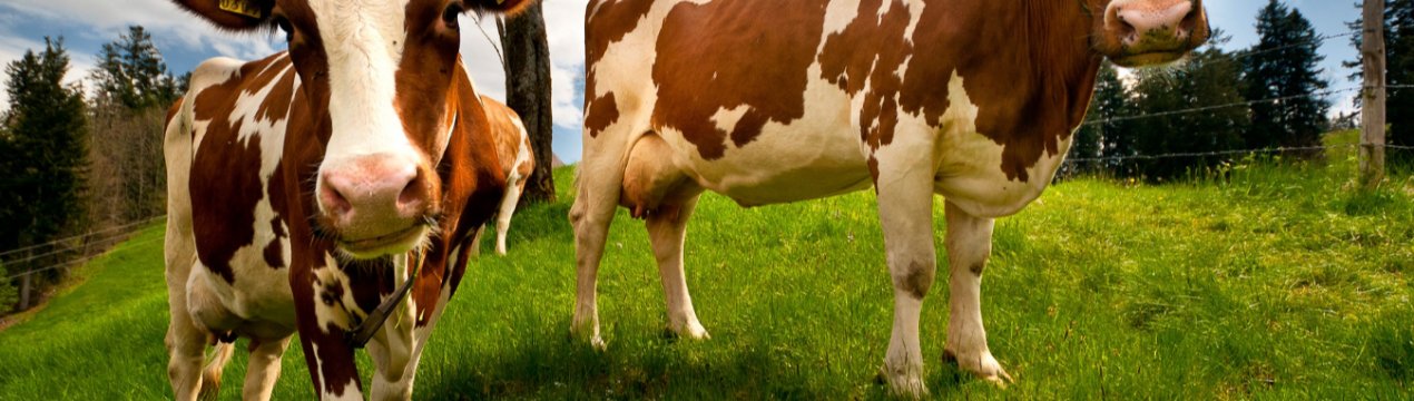 Бразилія скасовує призупинення експорту яловичини в Китай