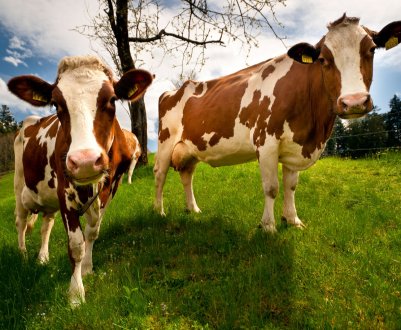 Бразилія скасовує призупинення експорту яловичини в Китай