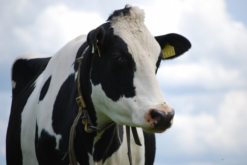 Бразилія скасовує призупинення експорту яловичини в Китай