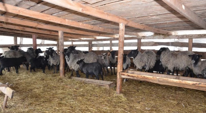 Кошара Кошара