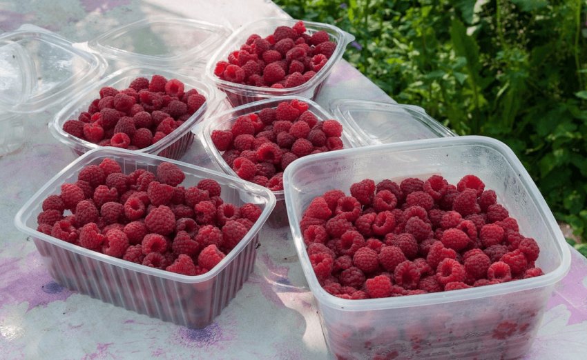 Збір врожаю малини