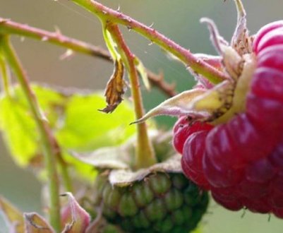 Малина: вибір сорти, вирощування, особливості догляду для підвищення врожайності