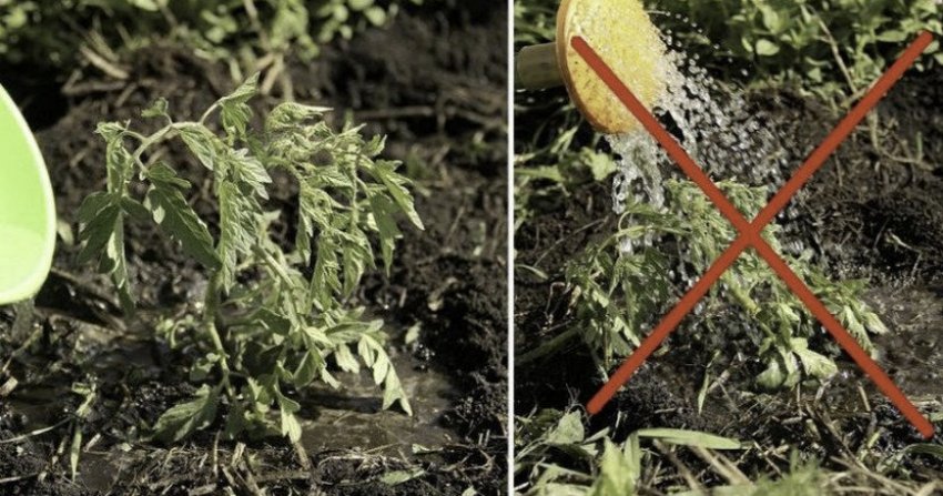 Полив томатів