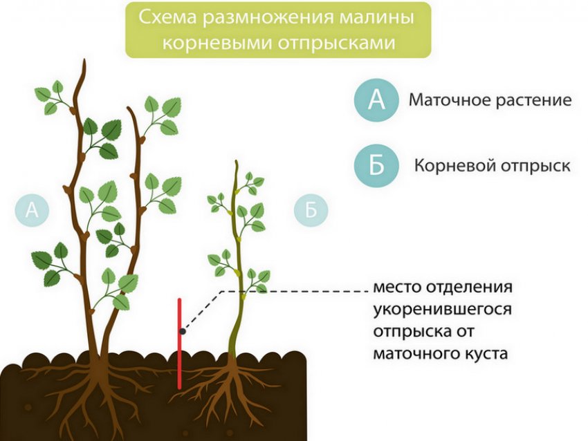Малина сорт калашник посадка и уход. 90020.pt2yic.850. Малина сорт калашник посадка и уход фото. Малина сорт калашник посадка и уход-90020.pt2yic.850. картинка Малина сорт калашник посадка и уход. картинка 90020.pt2yic.850. Малину Калашник садоводы оценили еще несколько десятилетий назад. Сорт был выведен московскими селекционерами в девяностых годах прошлого века. Сладкие и крупные плоды на кустарниках появляются осенью, когда другие уже отошли. Ягоды сажают на своих участках жители многих регионов страны. Но чтобы получить высокую урожайность, надо соблюдать правила ухода за растением.