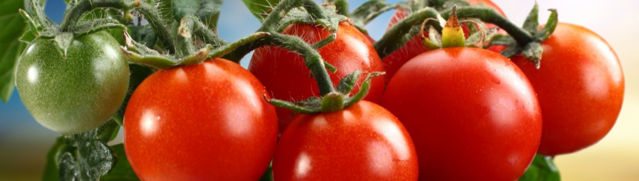 На українських ринках продовжують дешевшати томати