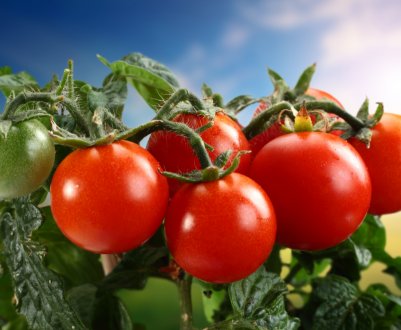 На українських ринках продовжують дешевшати томати