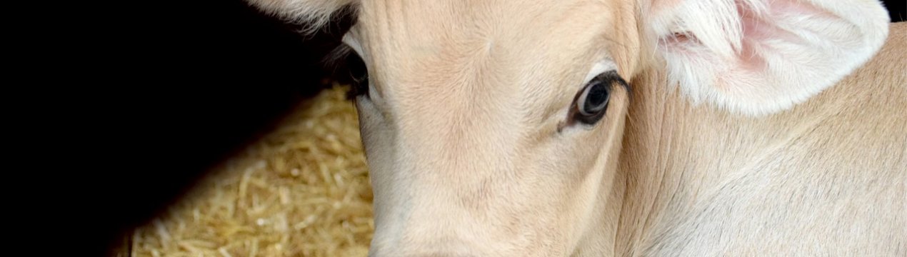 Шотландські виробники і торговці яловичиною виступають проти скорочення поголів'я худоби