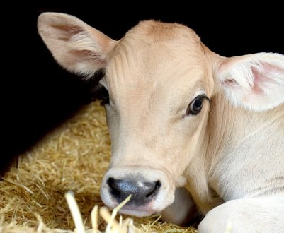 Шотландські виробники і торговці яловичиною виступають проти скорочення поголів'я худоби